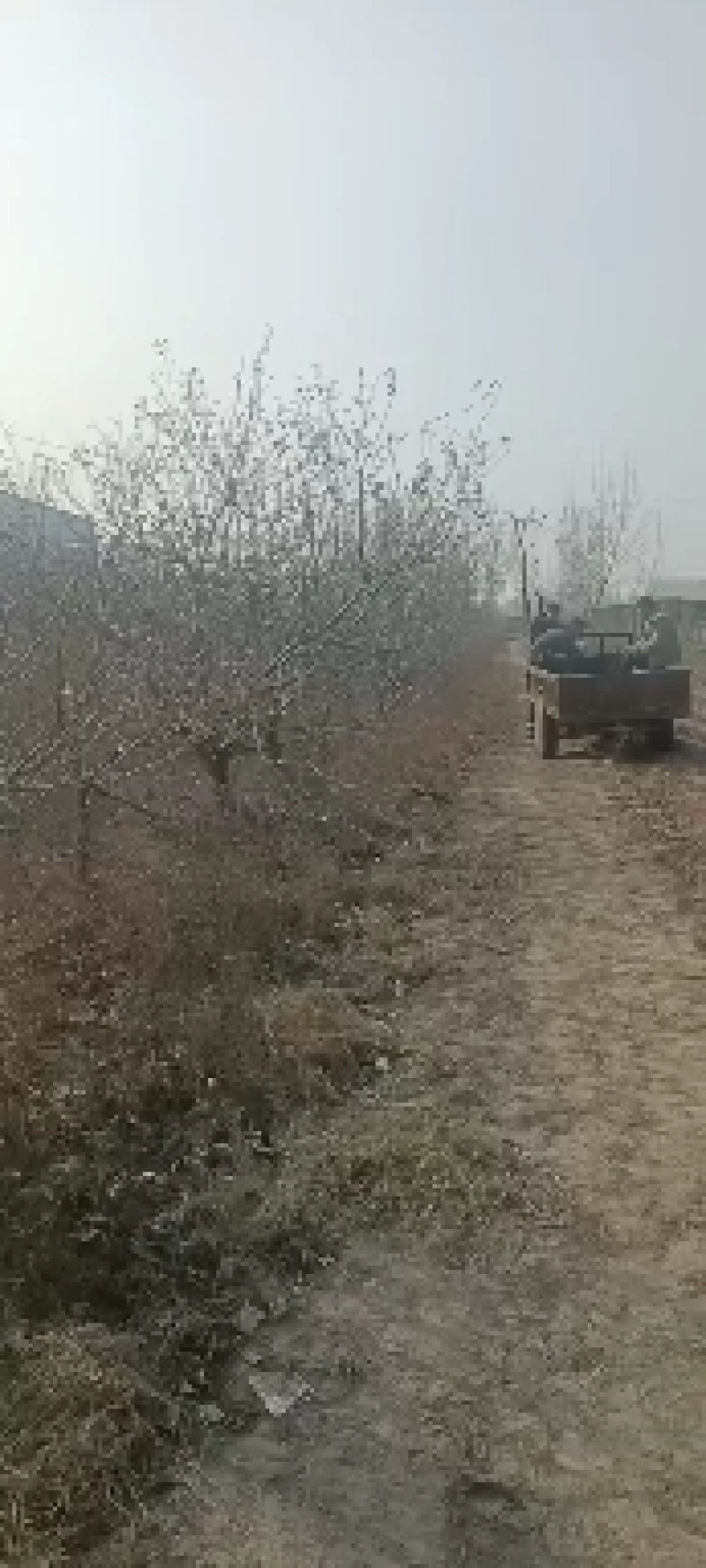 大量占地苹果树，一到15公分，优质品种商丘货源