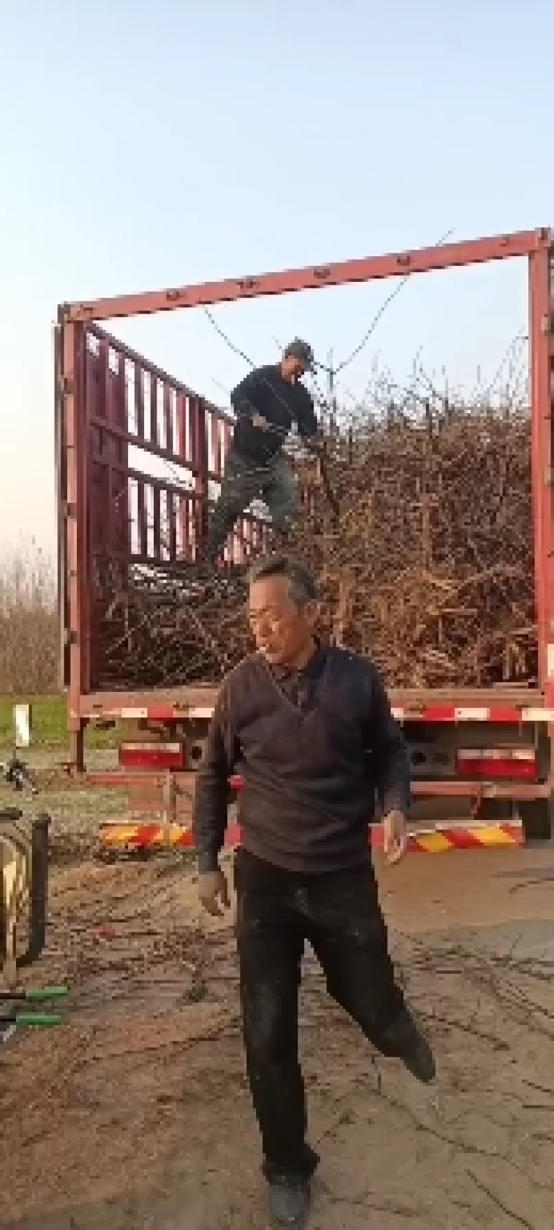 大量占地苹果树，一到15公分，优质品种商丘货源