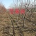 大量占地苹果树，一到15公分，优质品种商丘货源