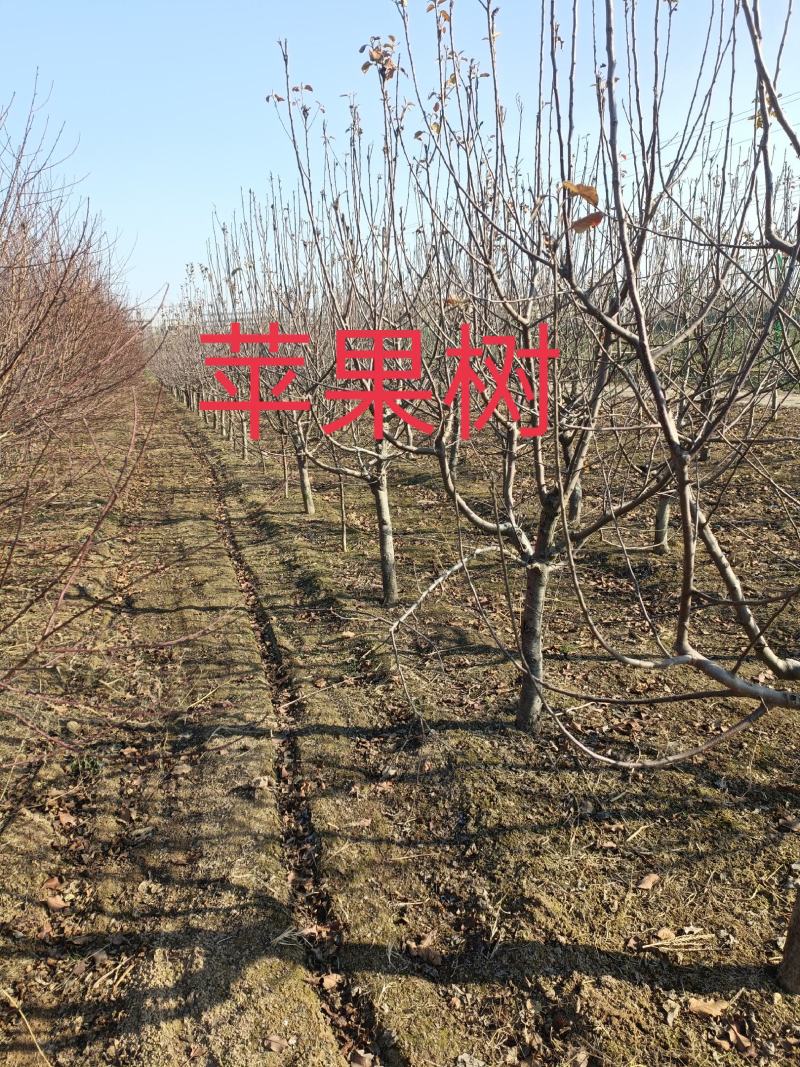 大量占地苹果树，一到15公分，优质品种商丘货源