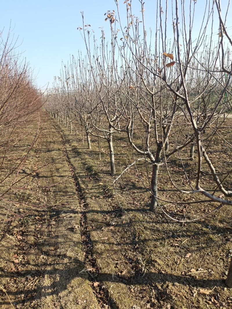 大量占地苹果树，一到15公分，优质品种商丘货源