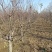 大量占地苹果树，一到15公分，优质品种商丘货源