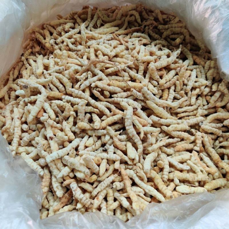草石蚕，地参一手货源，产地直供道地药材，无硫药材品质保