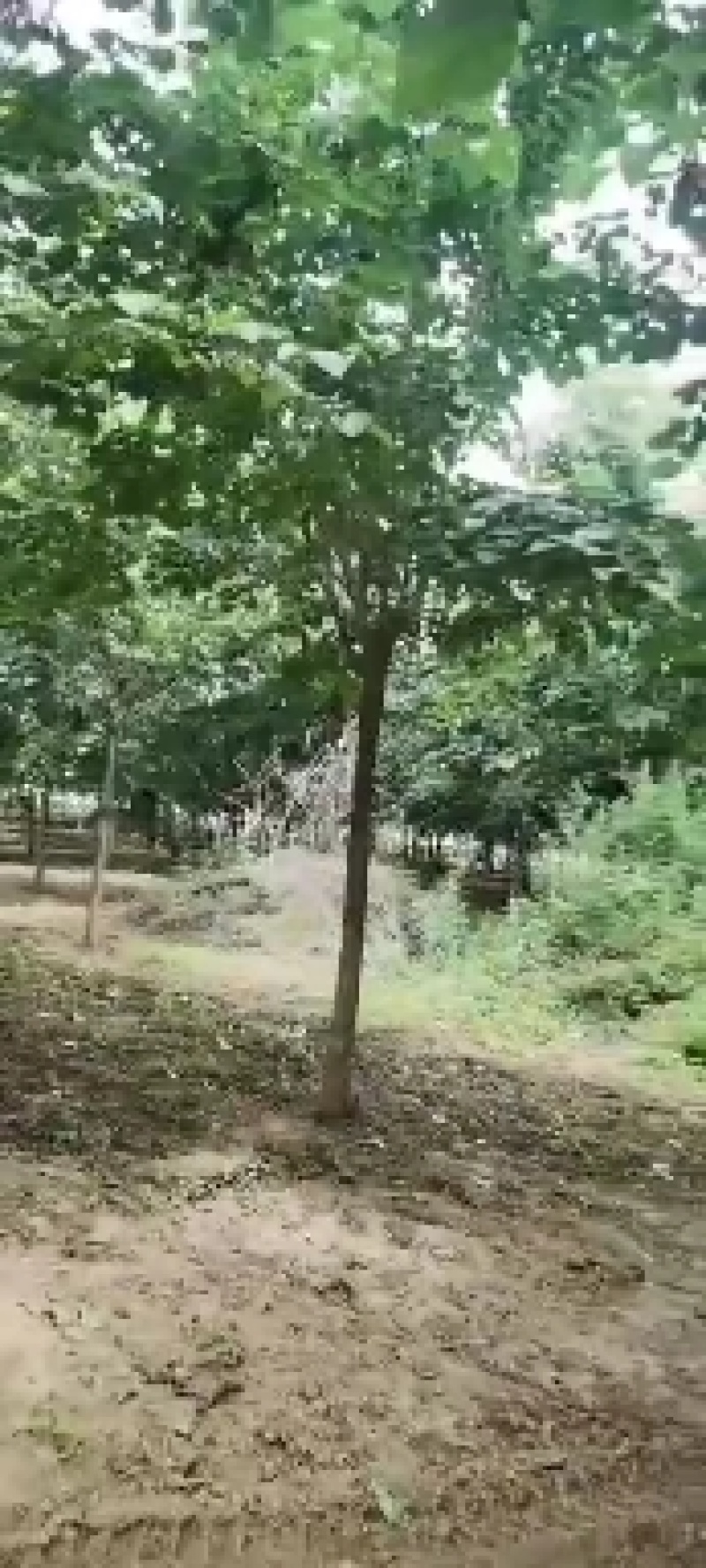 巨紫荆商丘产地8/12精品大冠一级货