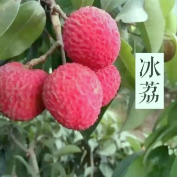 新品种冰荔枝荔仙进奉荔枝苗仙进奉荔枝冰荔荔枝树苗嫁接苗
