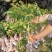 新品种冰荔枝荔仙进奉荔枝苗仙进奉荔枝冰荔荔枝树苗嫁接苗