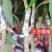 新品种冰荔枝荔仙进奉荔枝苗仙进奉荔枝冰荔荔枝树苗嫁接苗