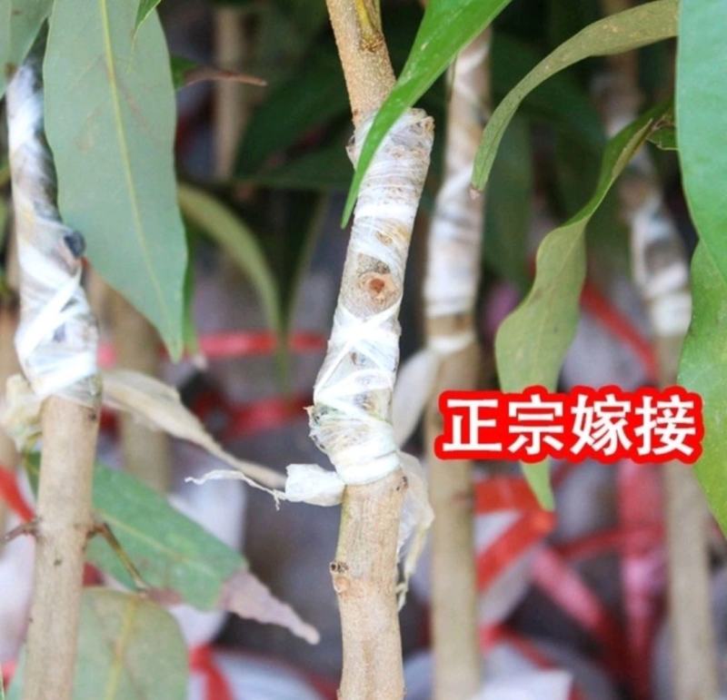 新品种冰荔枝荔仙进奉荔枝苗仙进奉荔枝冰荔荔枝树苗嫁接苗