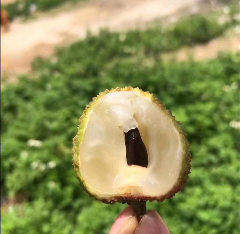 新品种冰荔枝荔仙进奉荔枝苗仙进奉荔枝冰荔荔枝树苗嫁接苗