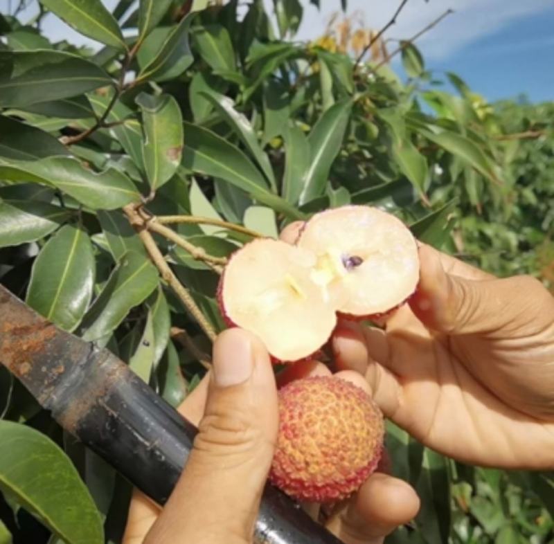 新品种冰荔枝荔仙进奉荔枝苗仙进奉荔枝冰荔荔枝树苗嫁接苗