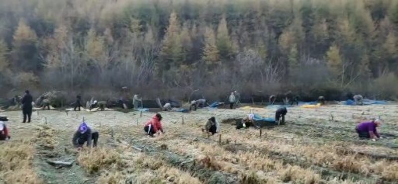 长白山人参参花散装人参花花茶大花蕾新货人参花