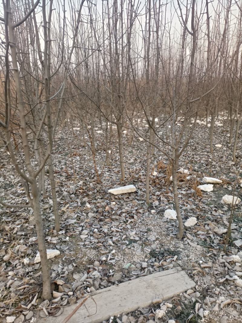 低价处理梨树2/15公分，优质各种规格，果园见苗