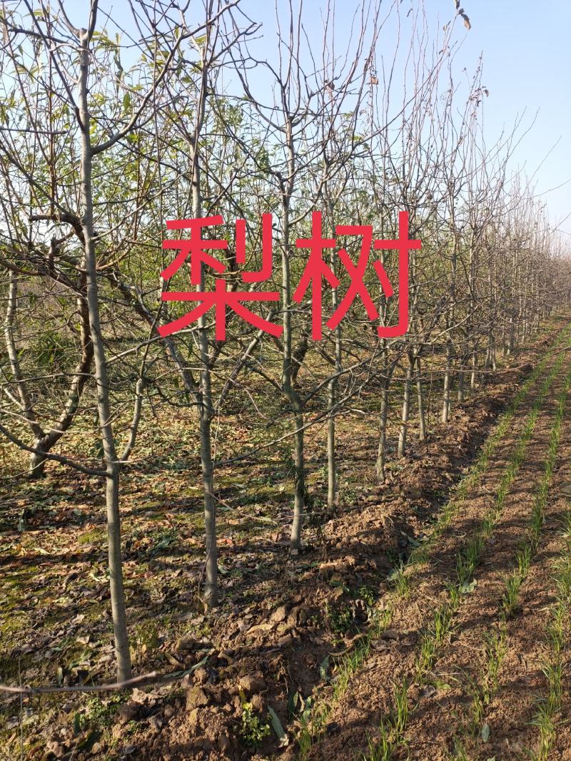 低价处理梨树2/15公分，优质各种规格，果园见苗