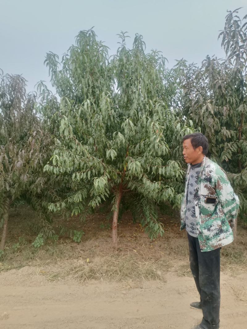 五到十公分红叶碧桃商丘产地，量大出售大哥冠幅