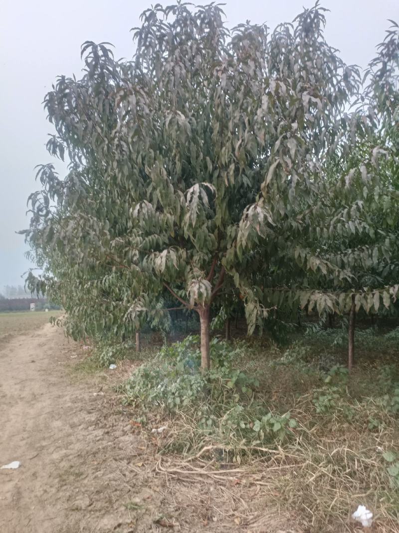 五到十公分红叶碧桃商丘产地，量大出售大哥冠幅