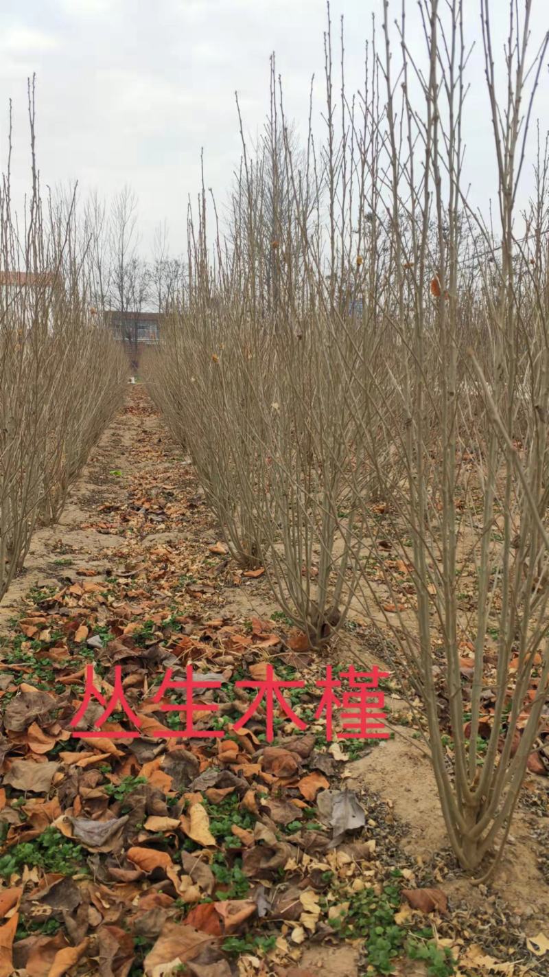 木槿商丘货源，树形优美