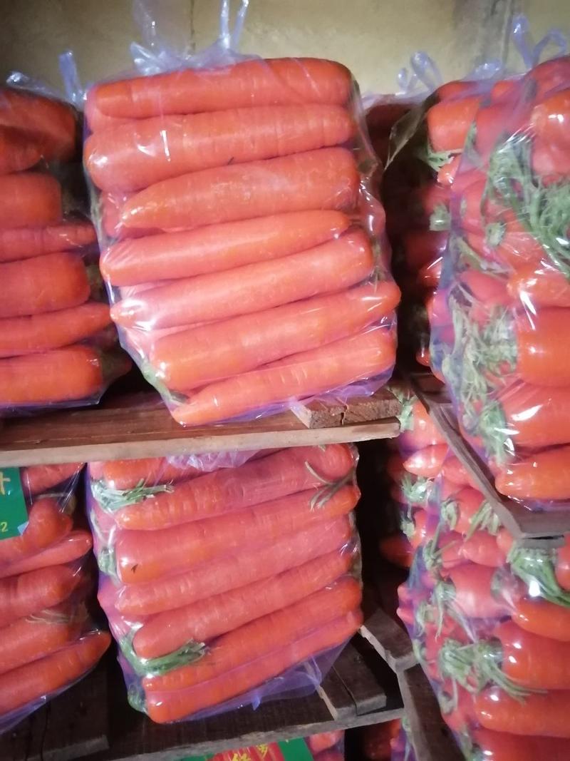 河南春季红萝卜大量上市，条行好，无青头，诚信经营。
