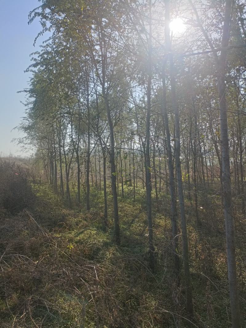 刺槐3/8公分河南商丘产地，树形优美，量大优惠