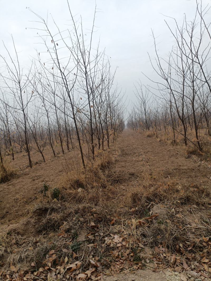 刺槐3/8公分河南商丘产地，树形优美，量大优惠