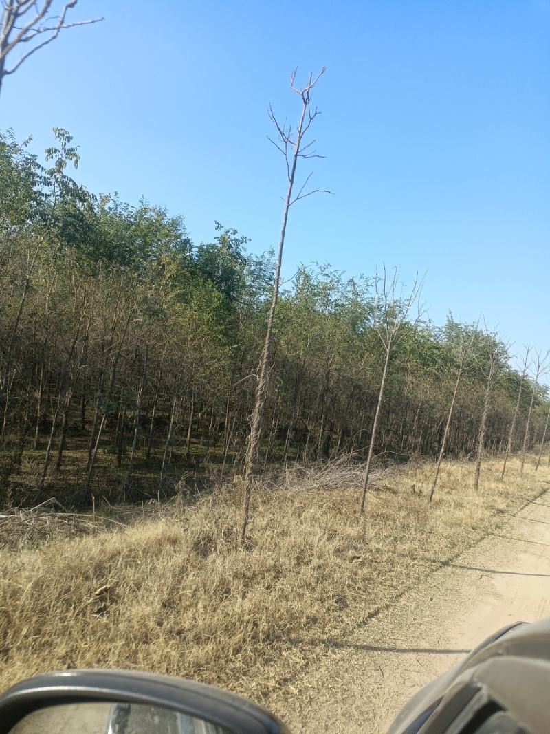 刺槐3/8公分河南商丘产地，树形优美，量大优惠