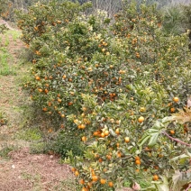 默科特
