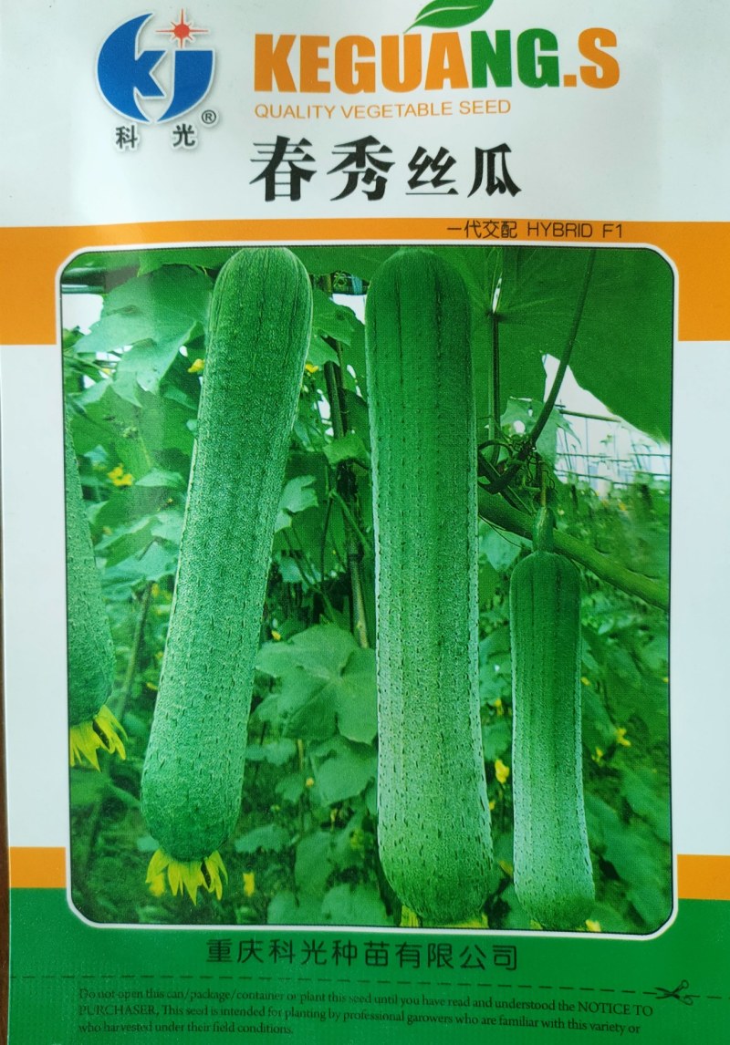 优质肉丝瓜种子早熟杂交肉丝瓜种子抗病