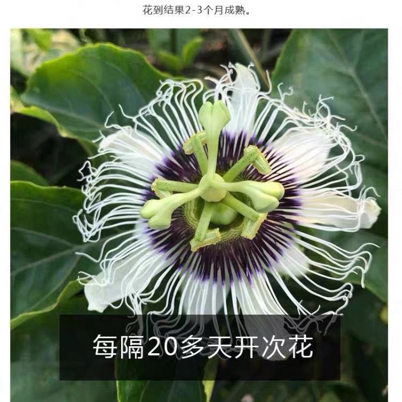 新品种金霸黄金百香果苗1个2斤庭院种植盆栽南北方种植