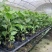 新品种金霸黄金百香果苗1个2斤庭院种植盆栽南北方种植