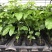 新品种金霸黄金百香果苗1个2斤庭院种植盆栽南北方种植