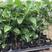 新品种金霸黄金百香果苗1个2斤庭院种植盆栽南北方种植