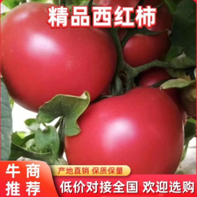 【推荐】河北唐山乐亭县西红柿大量上市欢迎各位老板采购