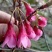 樱花树苗，樱花苗，垂枝樱花，染井垂枝，一叶，日本樱花