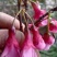 樱花树苗，樱花苗，垂枝樱花，染井垂枝，一叶，日本樱花