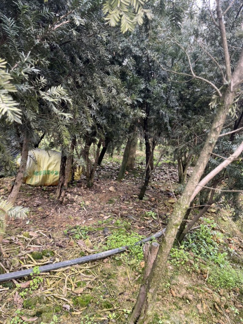 曼地亚红豆杉高规格高度两米以上