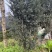 曼地亚红豆杉高规格高度两米以上