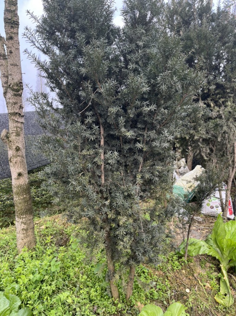 曼地亚红豆杉高规格高度两米以上