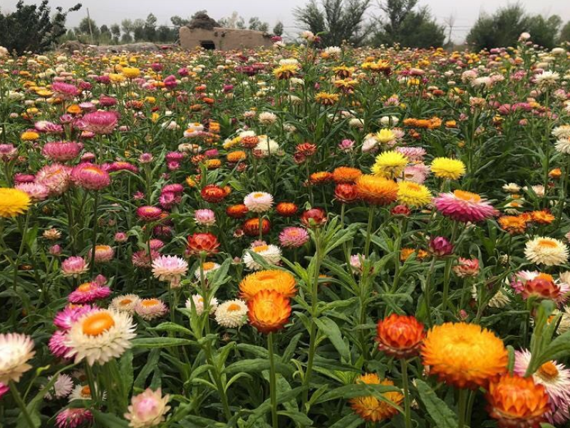 麦杆菊种子腊菊种籽景观花卉园艺盆栽观花庭院绿化切花工艺