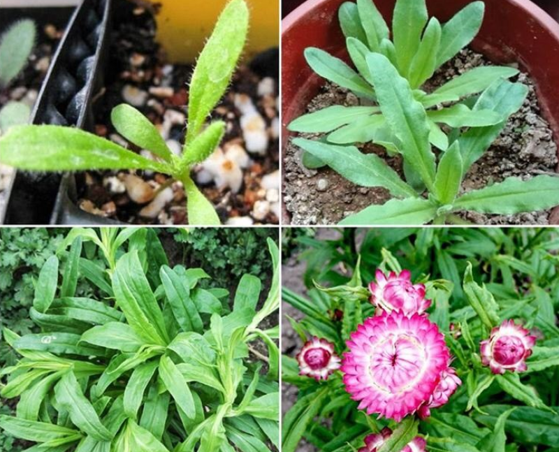 麦杆菊种子腊菊种籽景观花卉园艺盆栽观花庭院绿化切花工艺