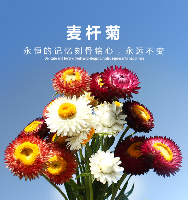 麦杆菊种子腊菊种籽景观花卉园艺盆栽观花庭院绿化切花工艺
