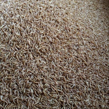 黄粉虫，黄粉虫虫沙