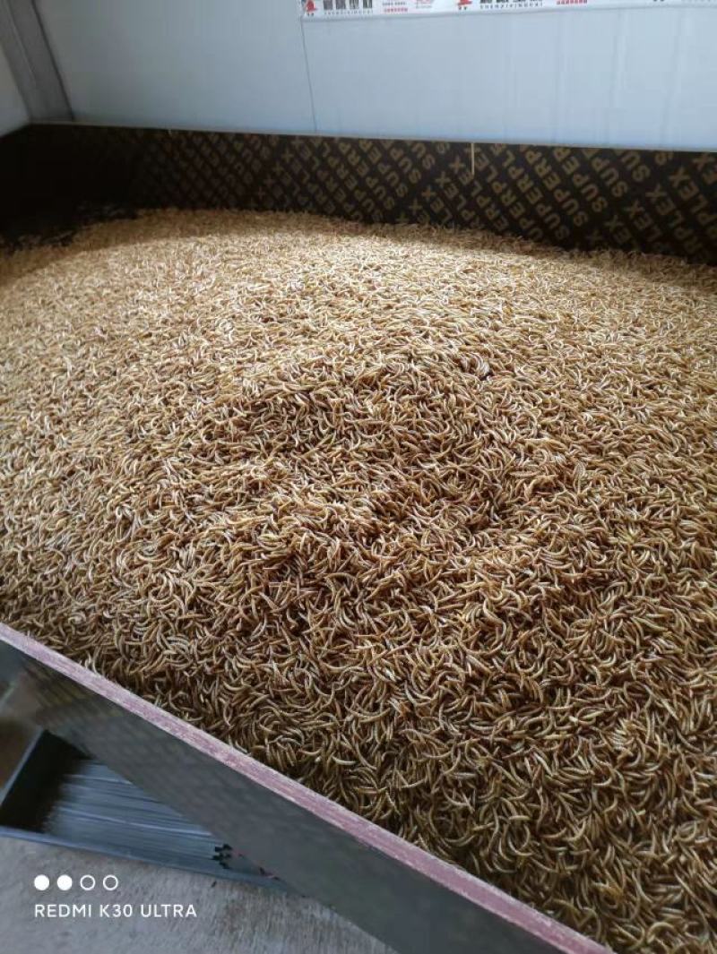 黄粉虫，黄粉虫虫沙