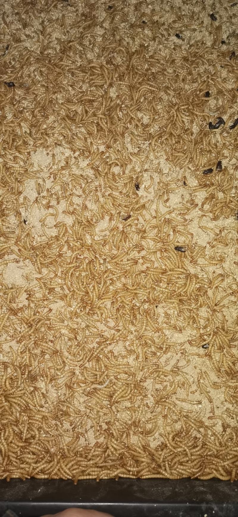黄粉虫，黄粉虫虫沙