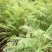 蓝花楹苗【绿化苗木，细叶，开花蓝色，非常美丽】