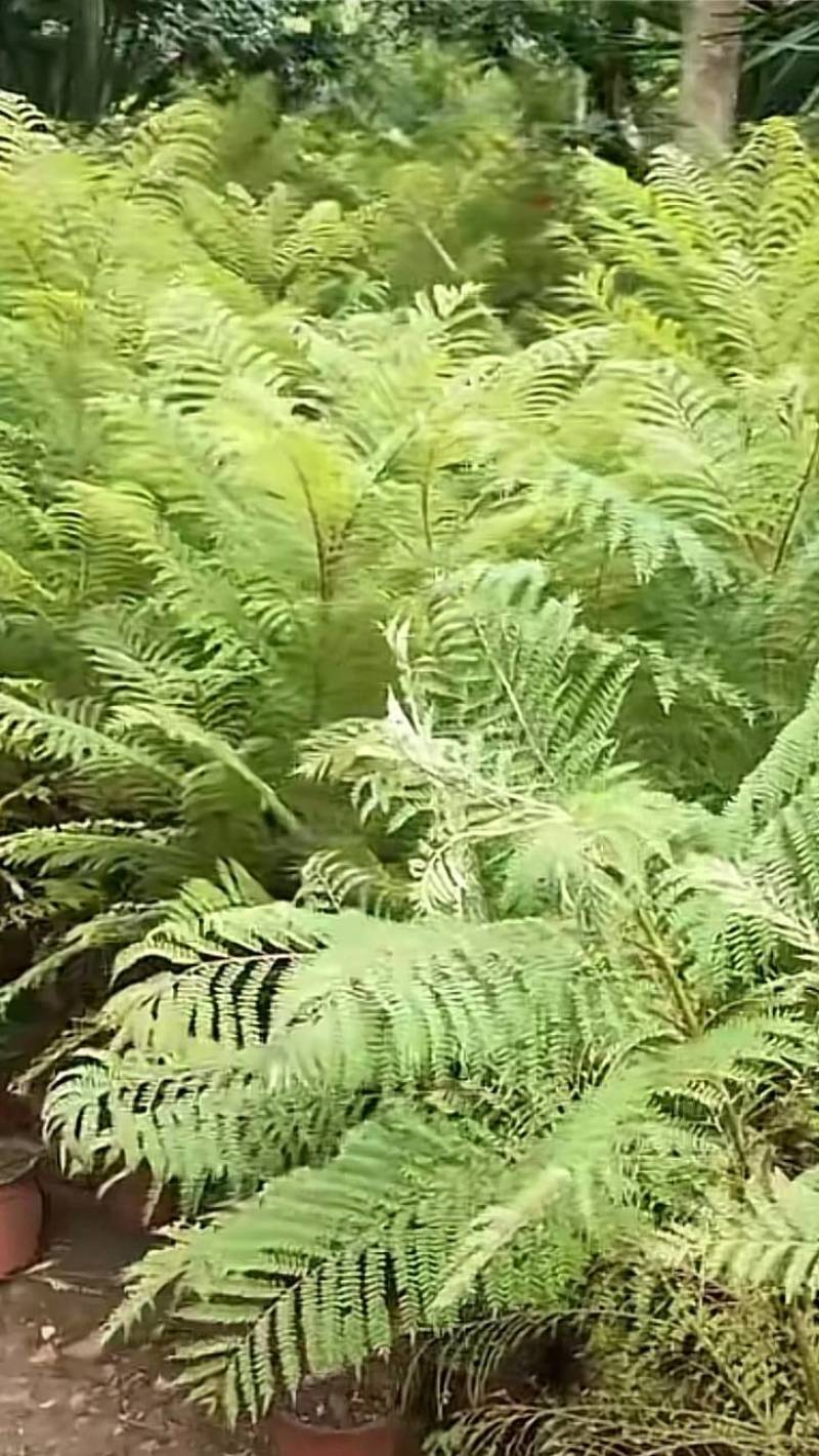 蓝花楹苗【绿化苗木，细叶，开花蓝色，非常美丽】