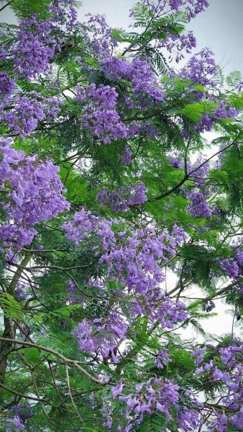 蓝花楹苗【绿化苗木，细叶，开花蓝色，非常美丽】