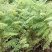 蓝花楹苗【绿化苗木，细叶，开花蓝色，非常美丽】