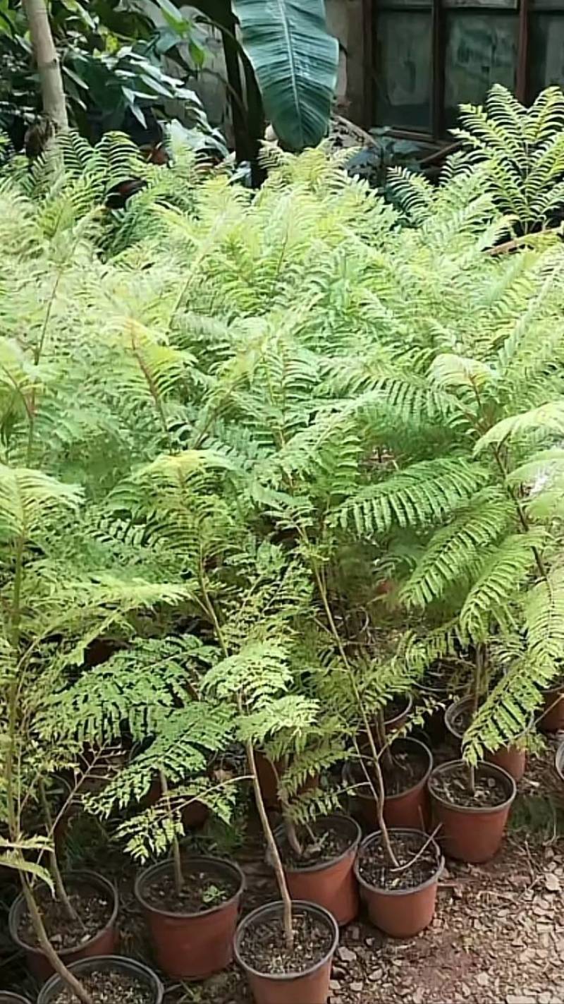 蓝花楹苗【绿化苗木，细叶，开花蓝色，非常美丽】