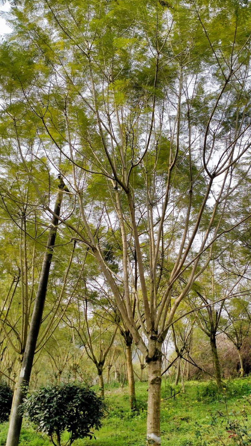 蓝花楹苗【绿化苗木，细叶，开花蓝色，非常美丽】