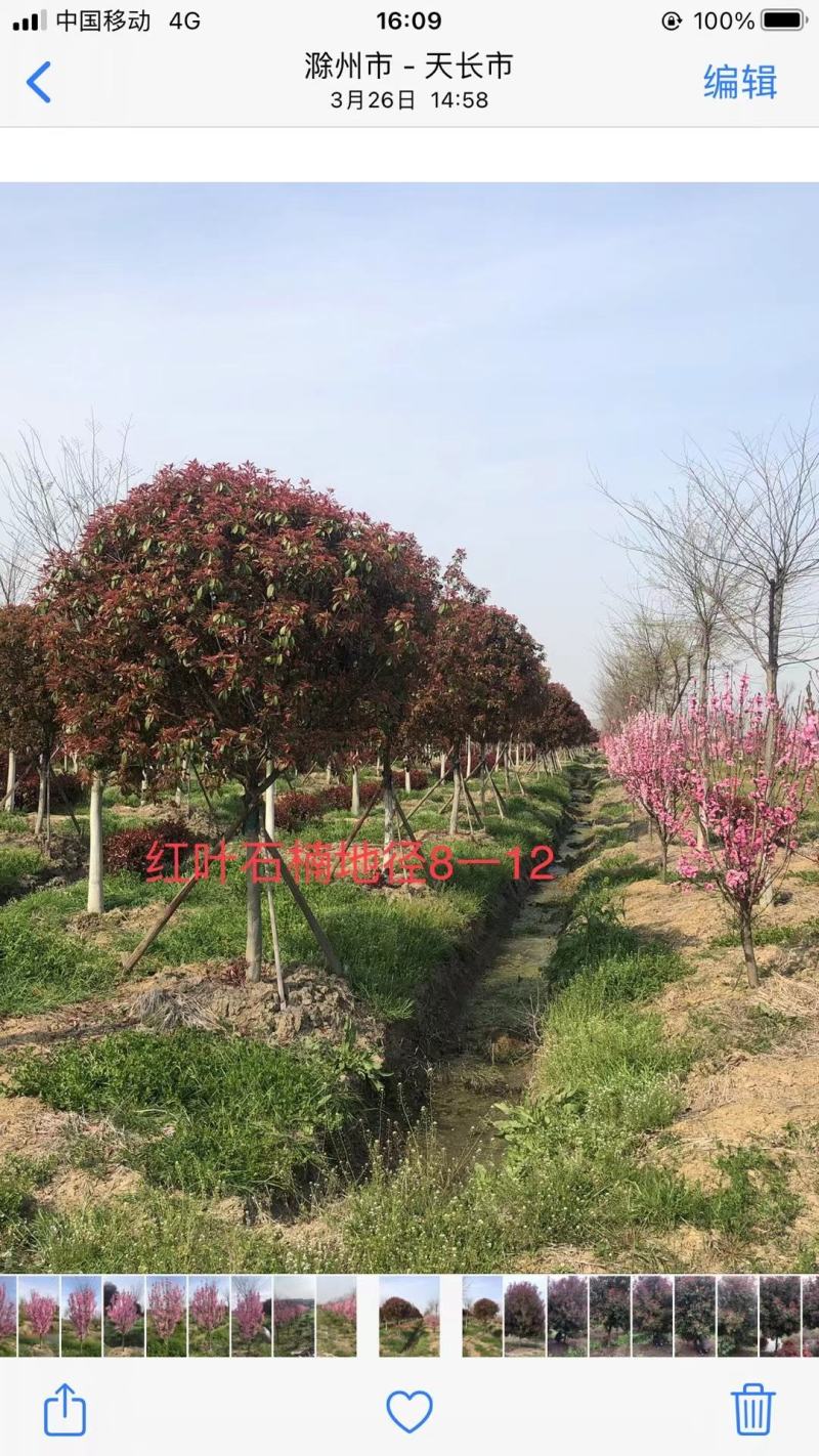 绿化工程风景树，高杆红叶石楠树，欢迎订购，