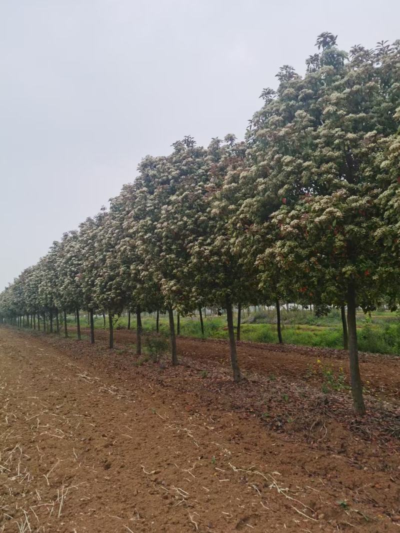 绿化工程风景树，高杆红叶石楠树，欢迎订购，